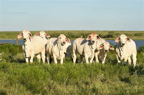 morena ranch|moreno cattle ranch.